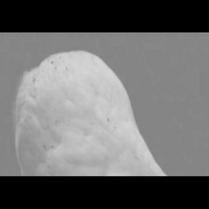 Meet your Posher, Yang